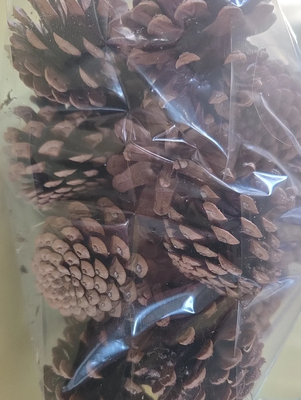 1 Gallon Bag Fresh Pinecones Crafts Decor Home